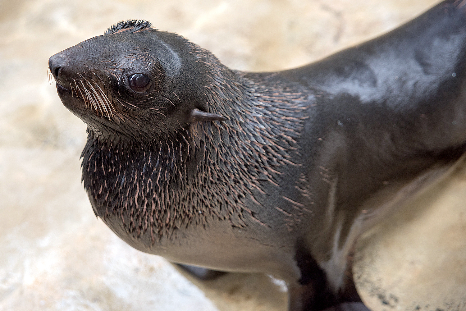 Northern fur seal (Callorhinus ursinus)