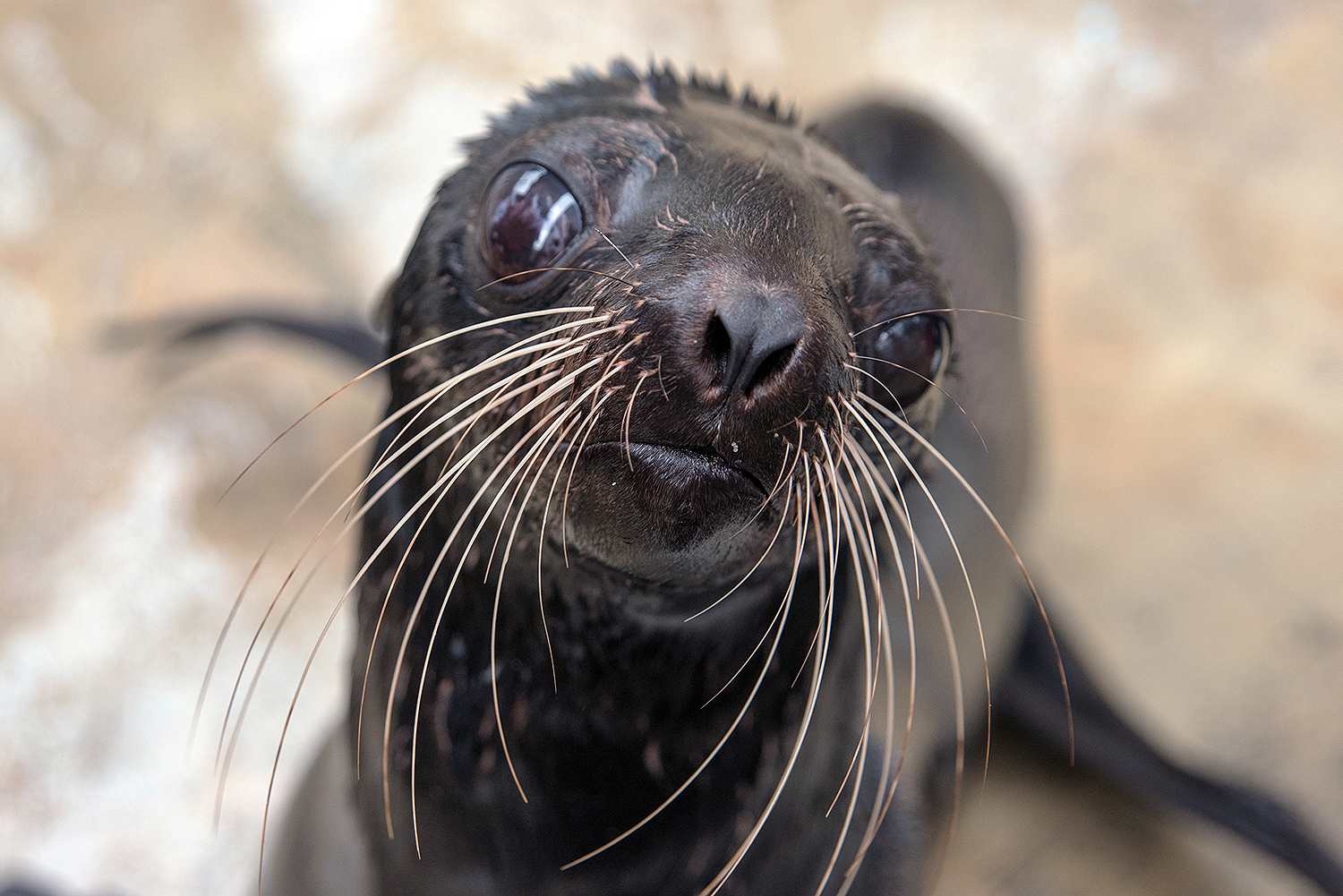 Northern fur seal (Callorhinus ursinus)