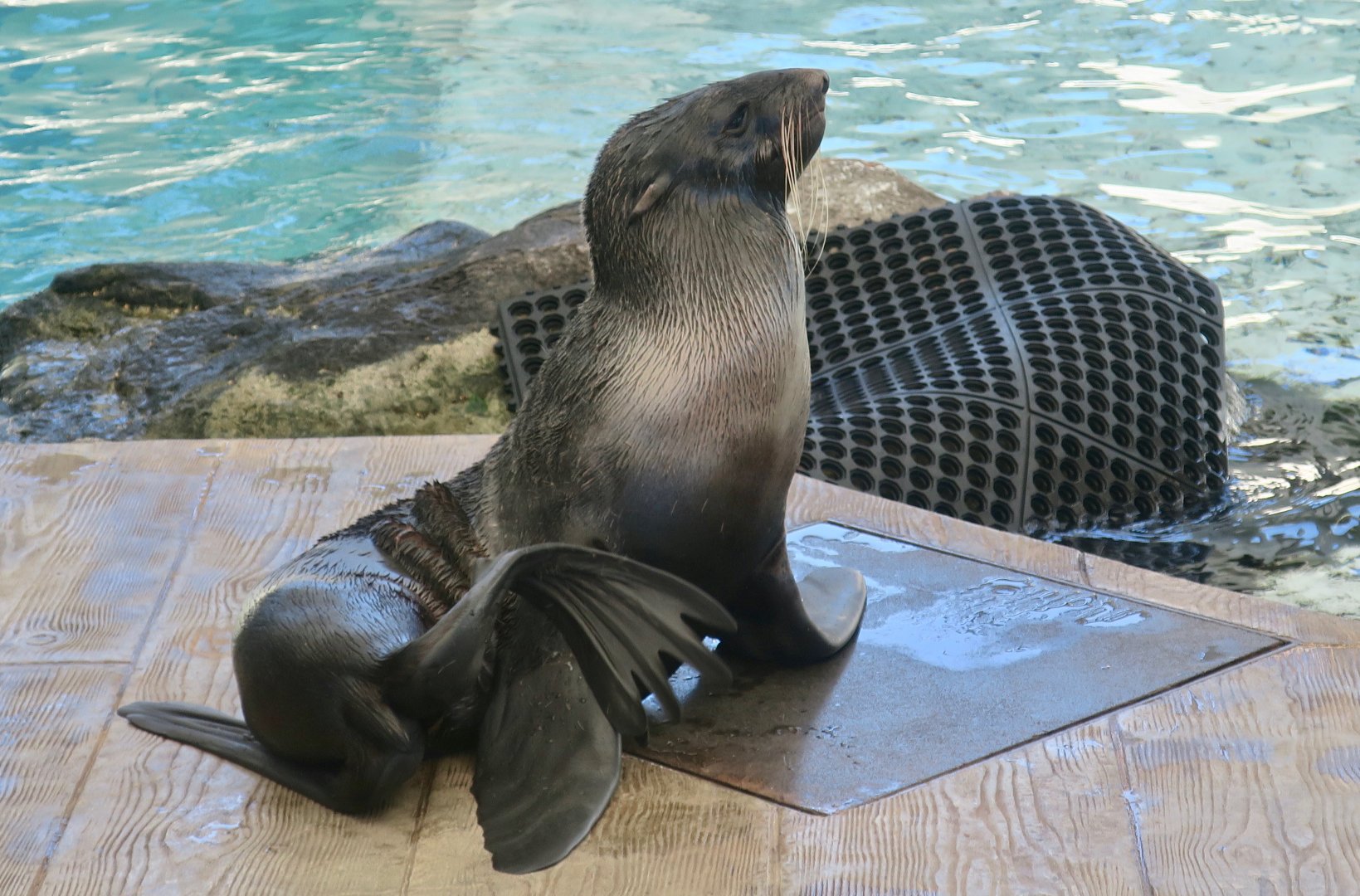 Northern Fur Seal (Callorhinus ursinus)