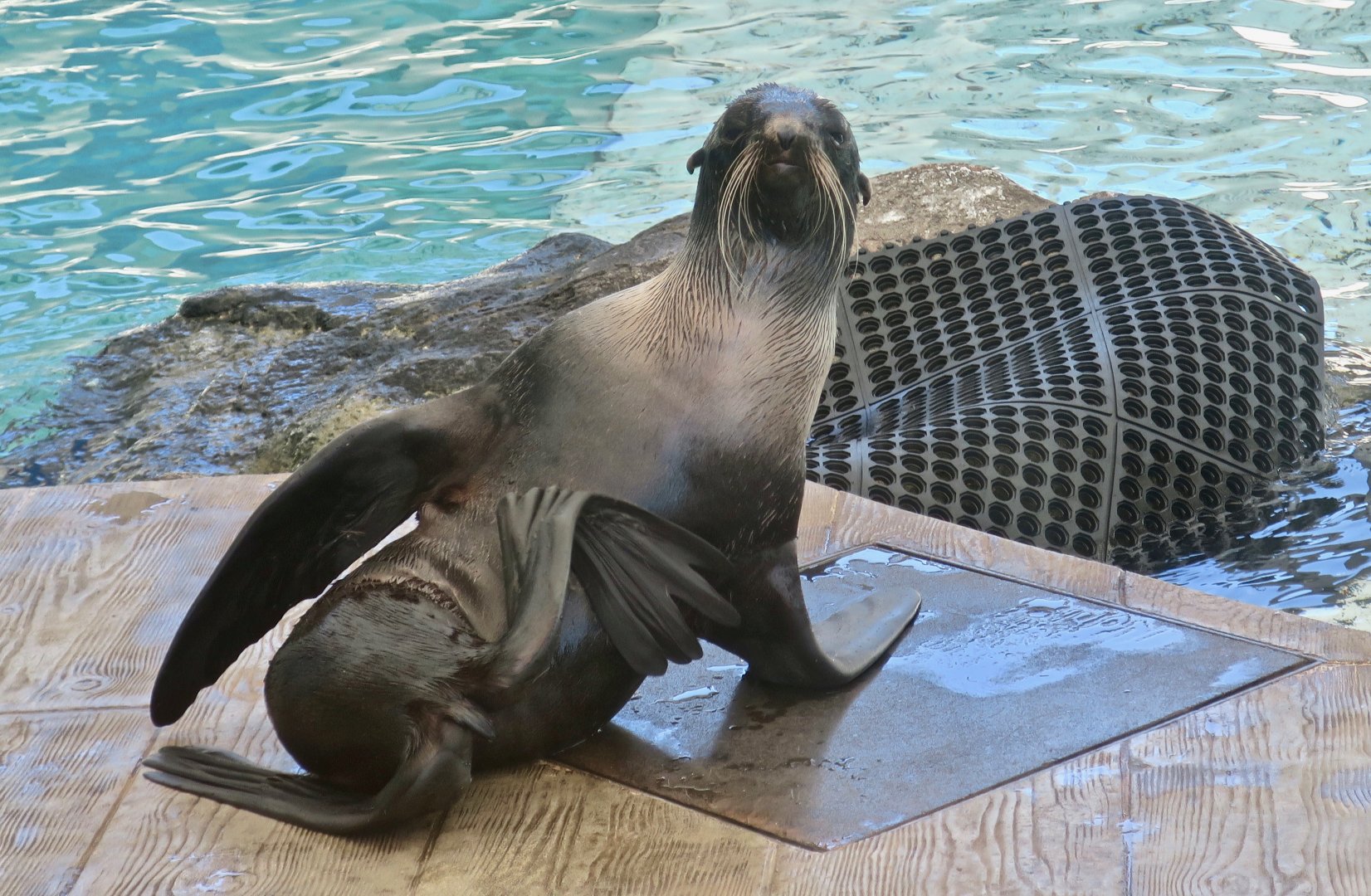 Northern Fur Seal (Callorhinus ursinus)