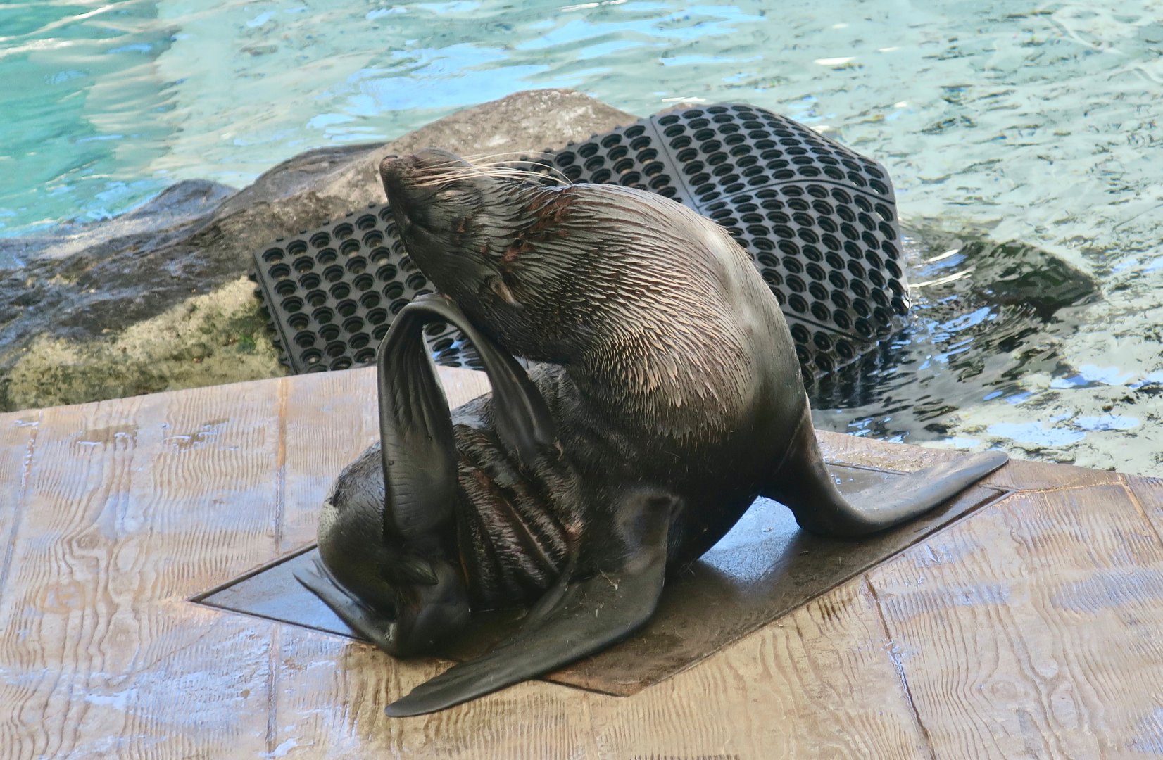 Northern Fur Seal (Callorhinus ursinus)