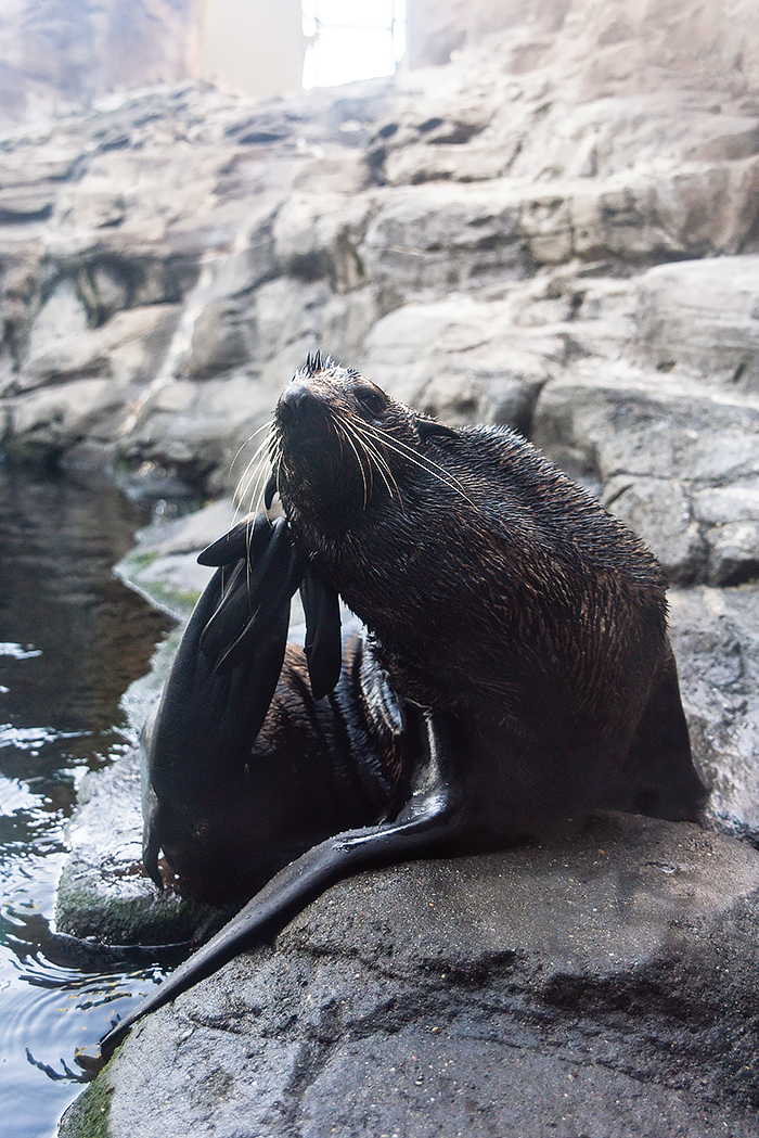 Northern fur seal (Callorhinus ursinus)