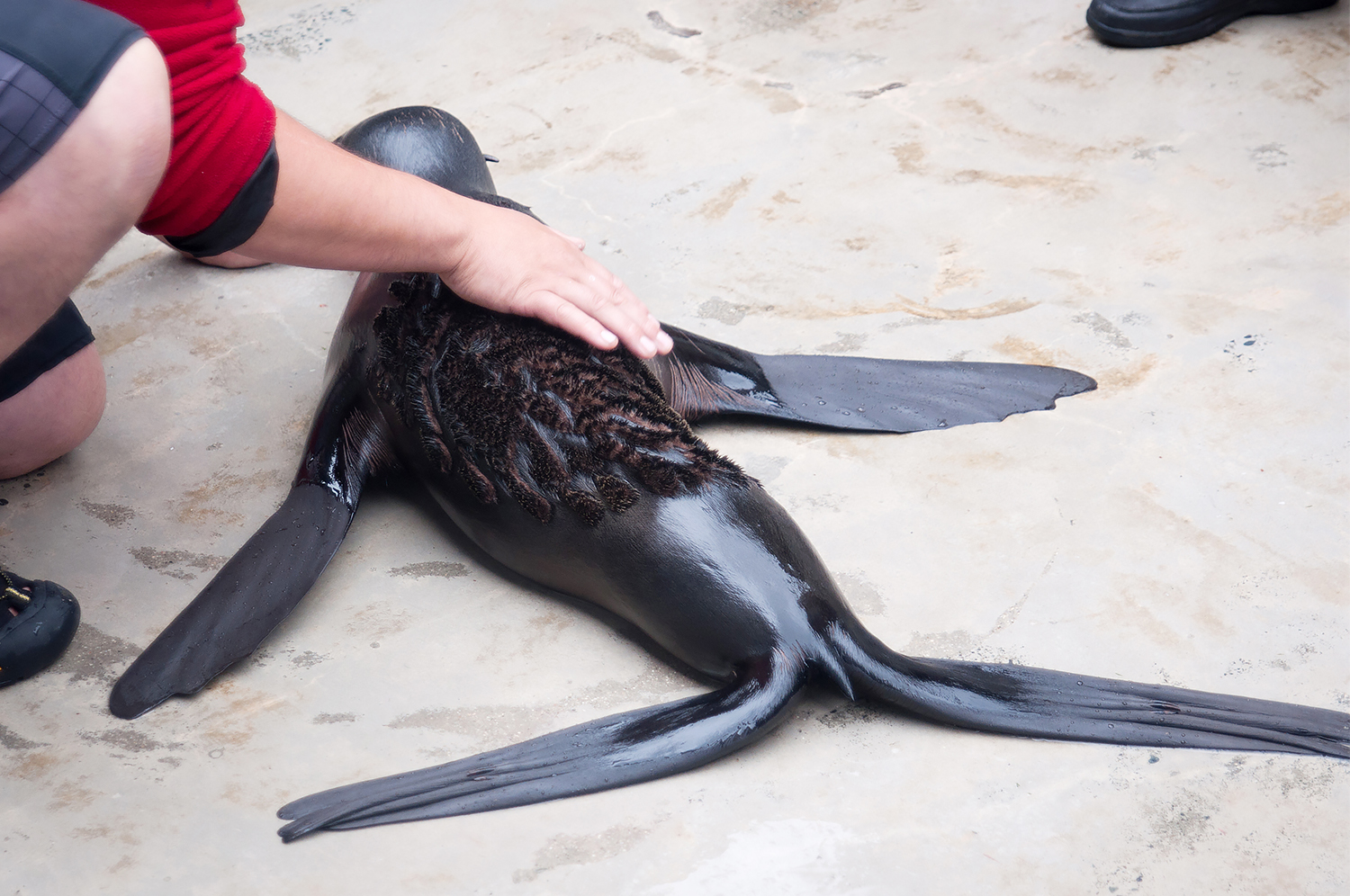 Northern fur seal (Callorhinus ursinus)