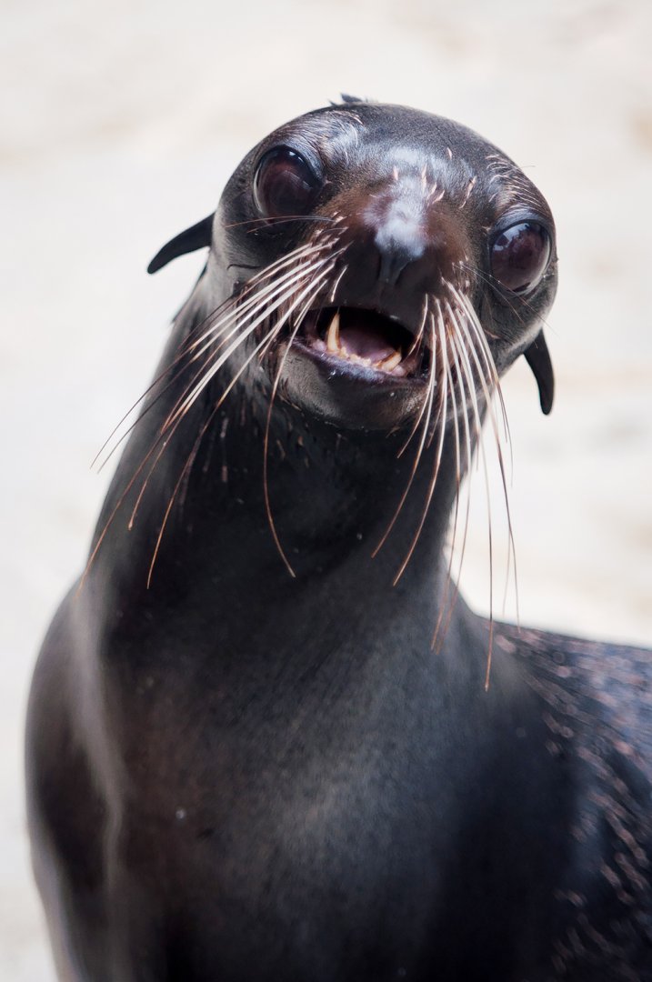 Northern fur seal (Callorhinus ursinus)