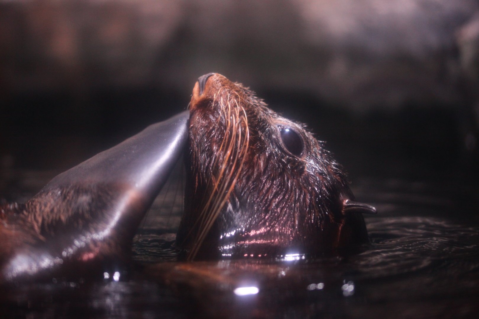 Northern fur seal (Callorhinus ursinus)
