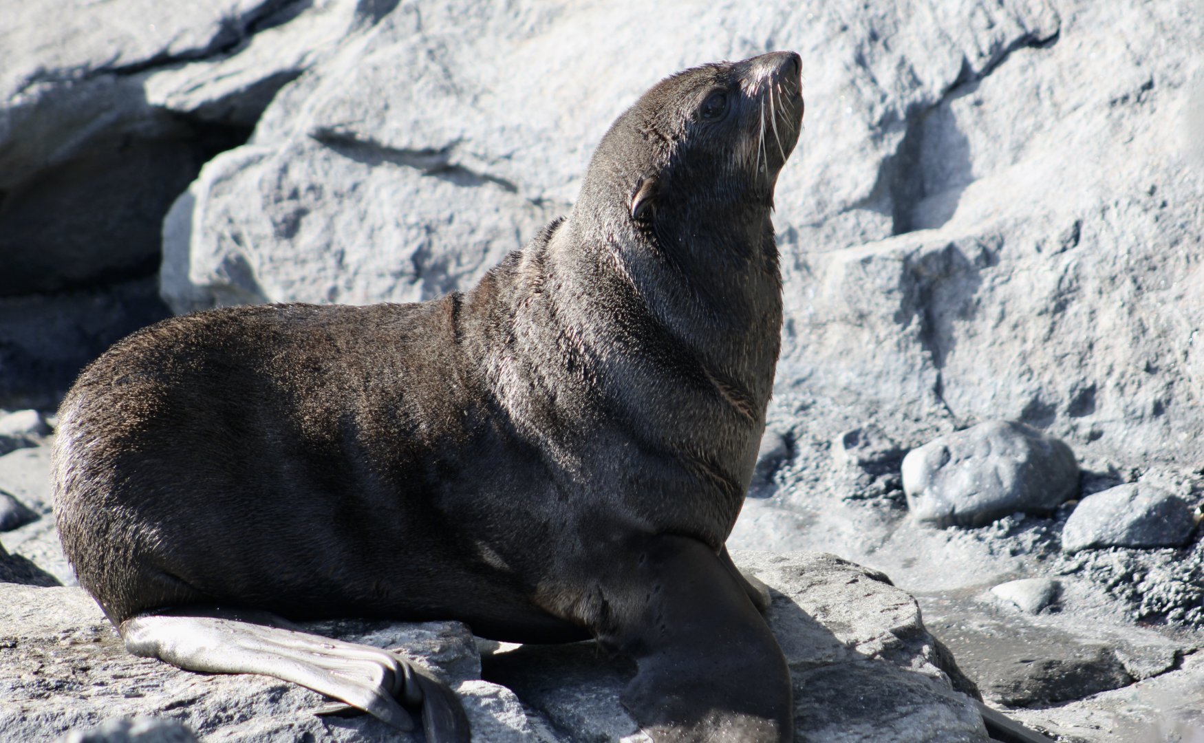 Northern Fur Seal (Callorhinus ursinus)