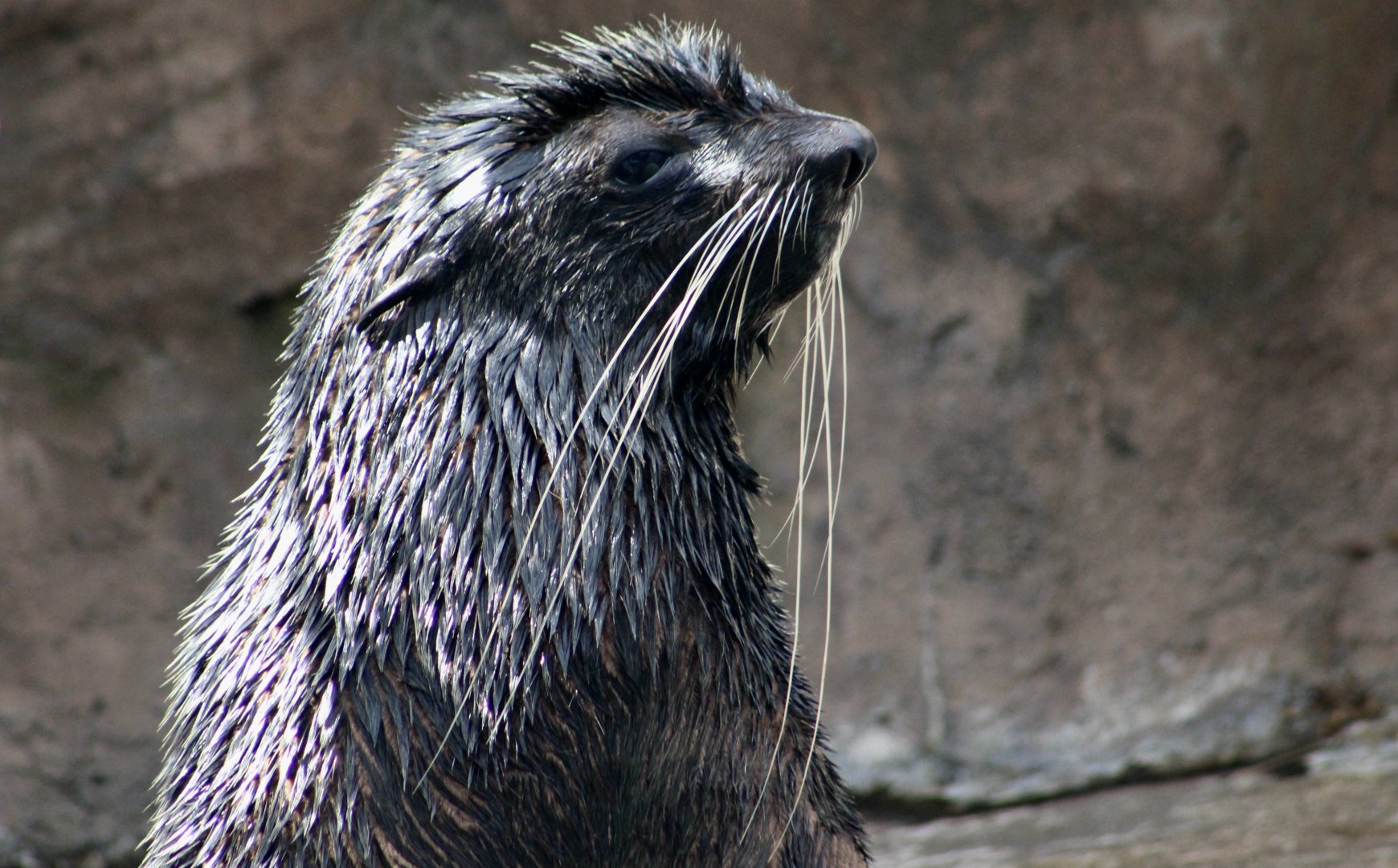 Northern Fur Seal (Callorhinus ursinus)