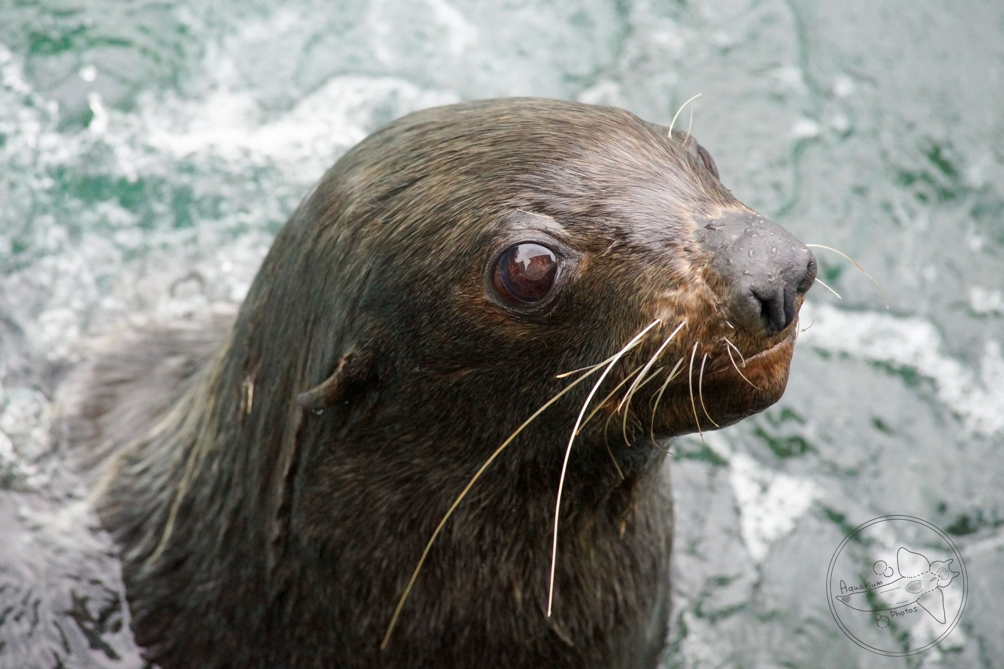 Northern Fur Seal (Callorhinus ursinus)