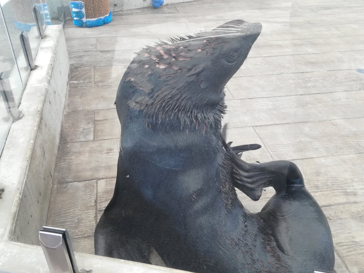 Northern fur seal - Chiidax
