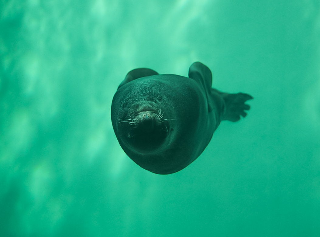 Northern Fur Seal (Chiidax)