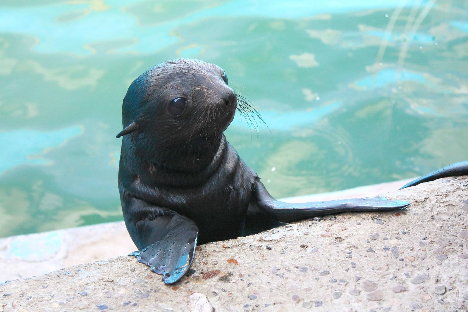 Northern fur seal cub