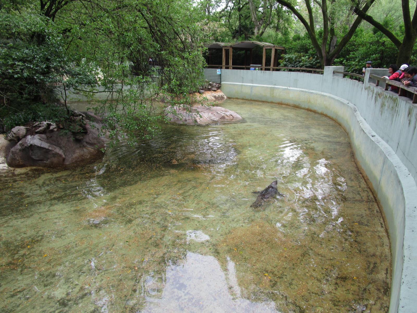 Northern Fur Seal Enclosure - 16/04/2016