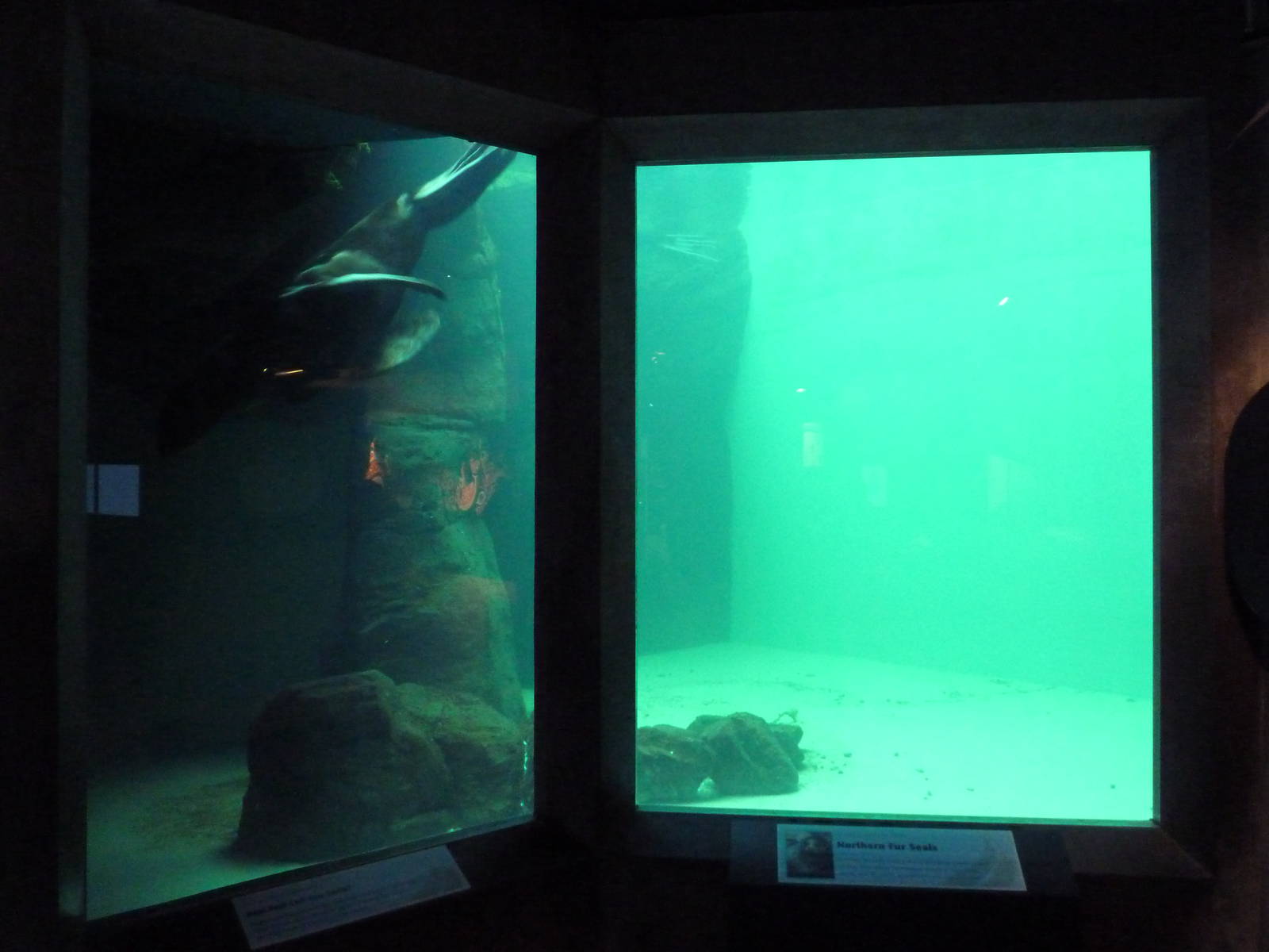 Northern Fur Seal Exhibit - Underwater Viewing Area