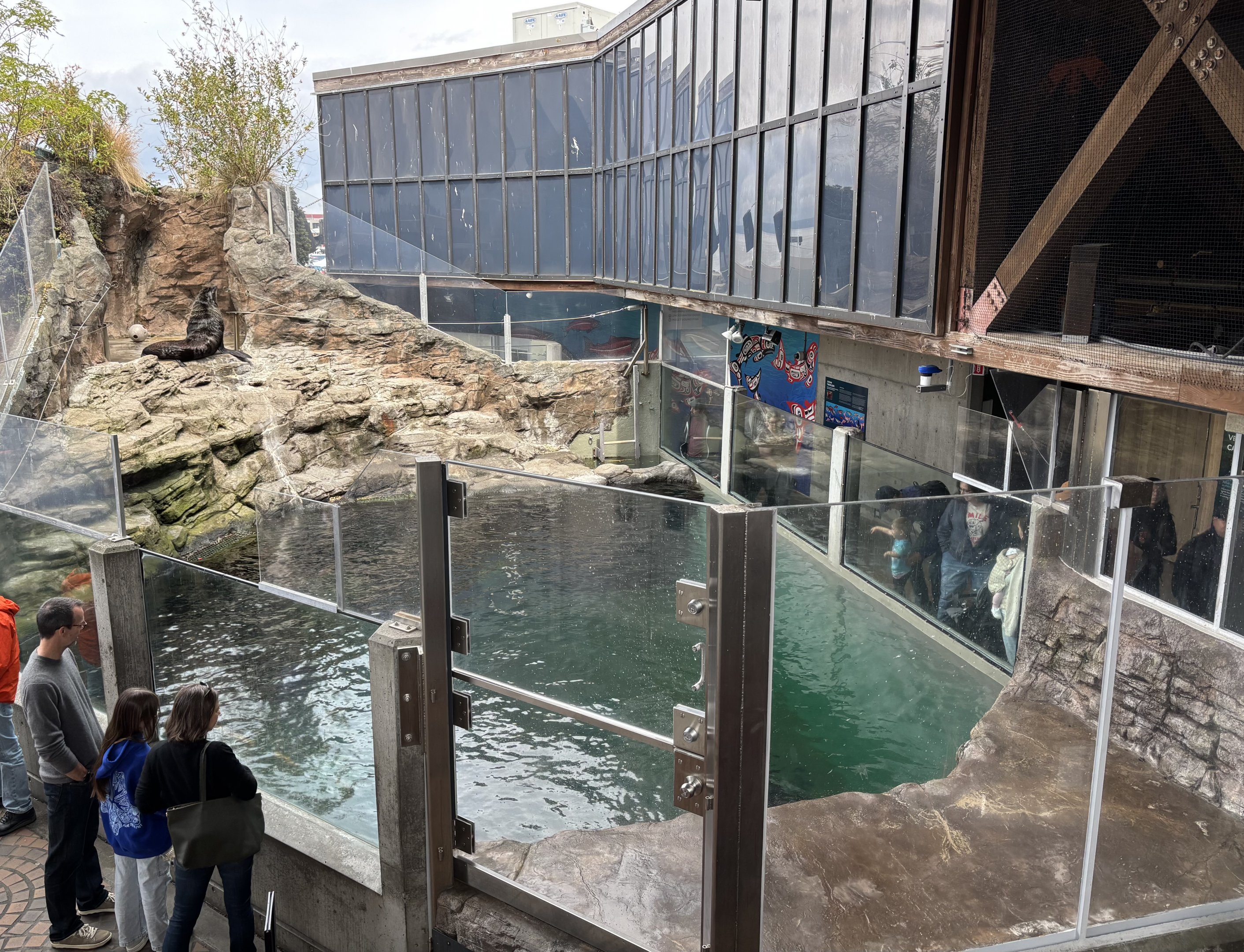 Northern Fur Seal Exhibit - way too small!