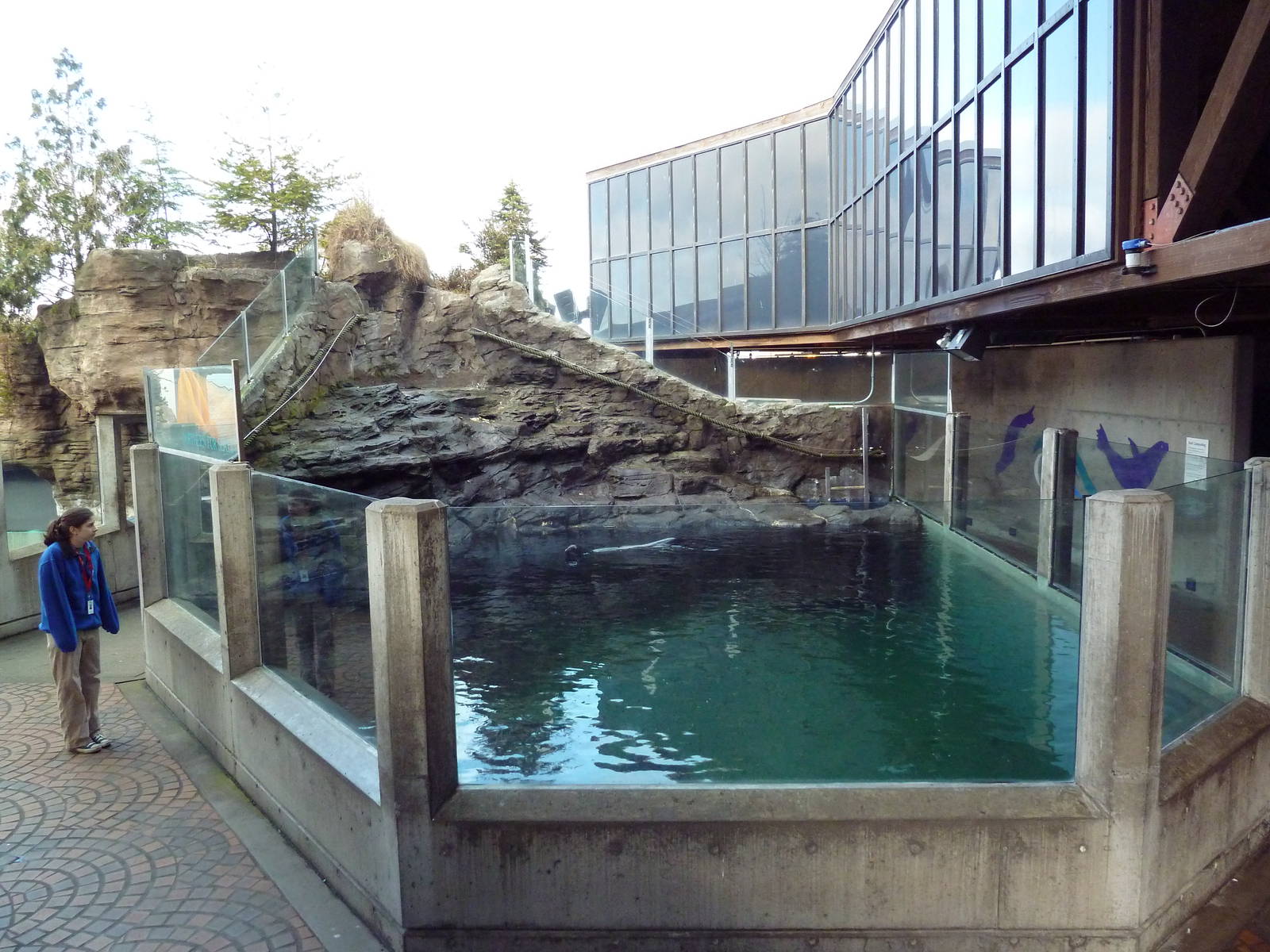 Northern Fur Seal Exhibit