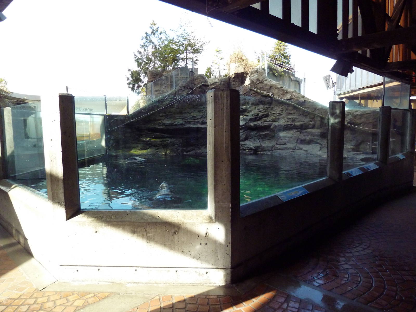 Northern Fur Seal Exhibit