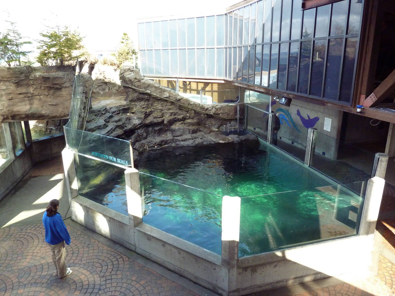 Northern Fur Seal Exhibit