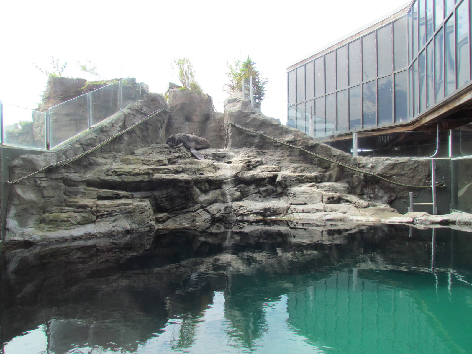 Northern Fur Seal Exhibit