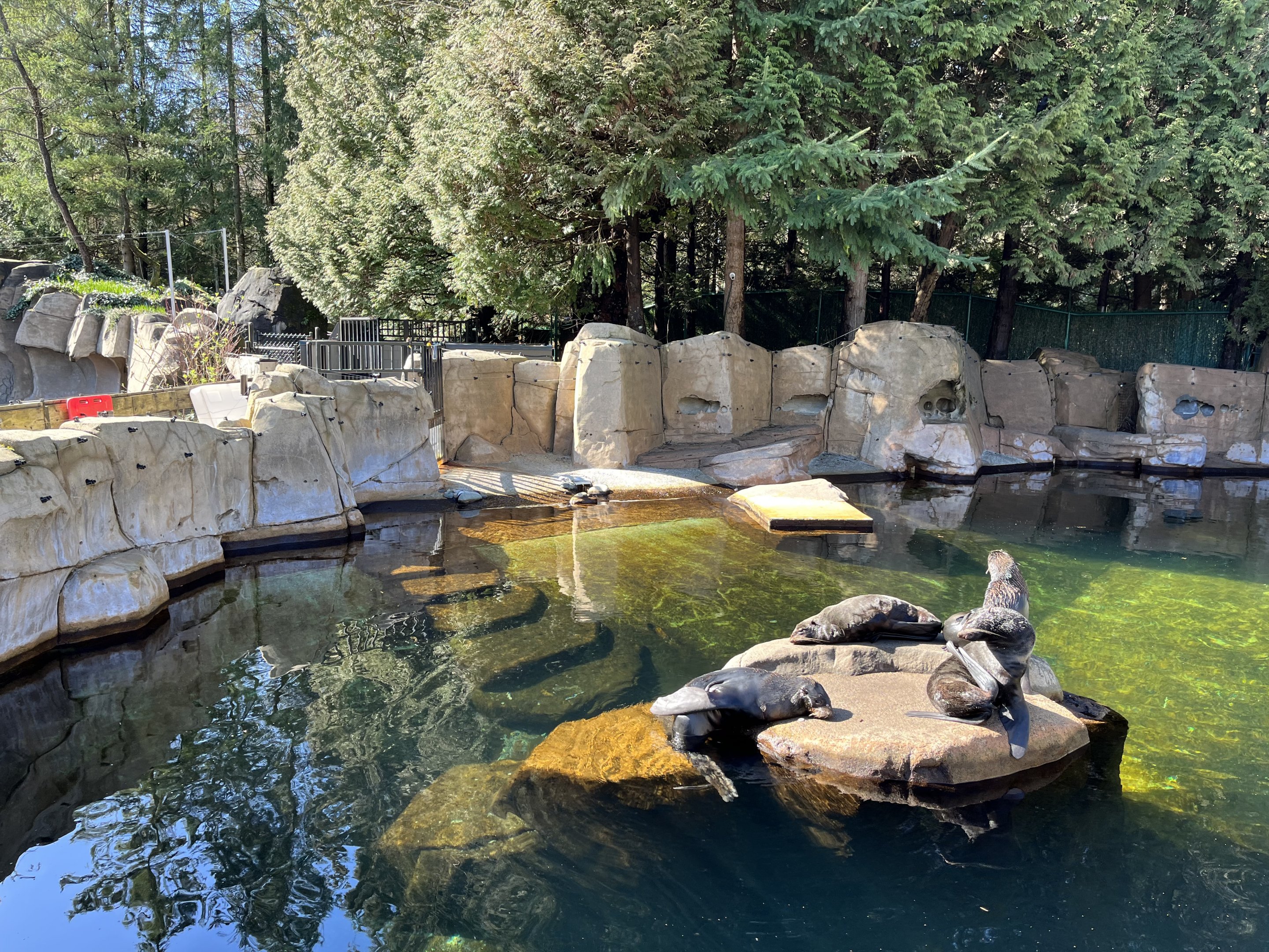 Northern Fur Seal Exhibit