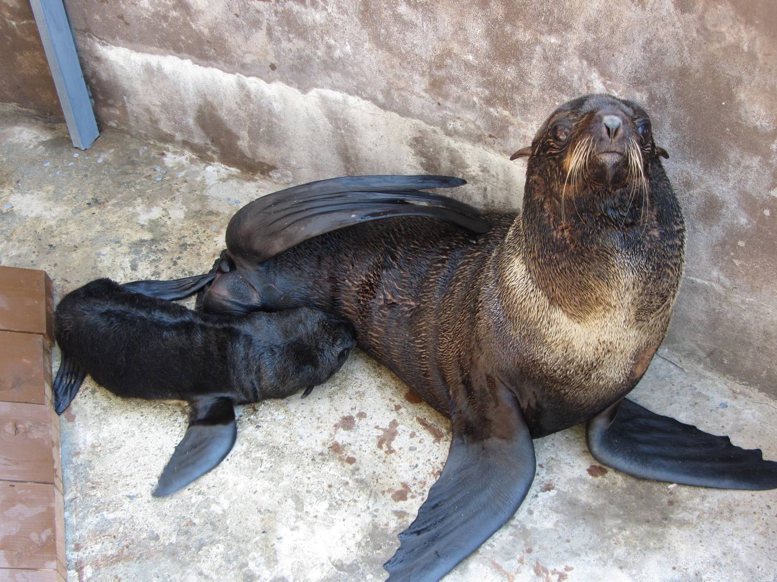 Northern fur seal female feeding her cub