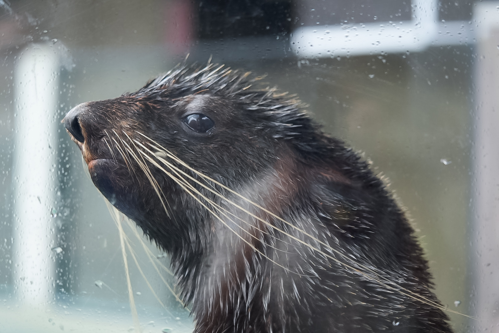 Northern Fur Seal (Flaherty)