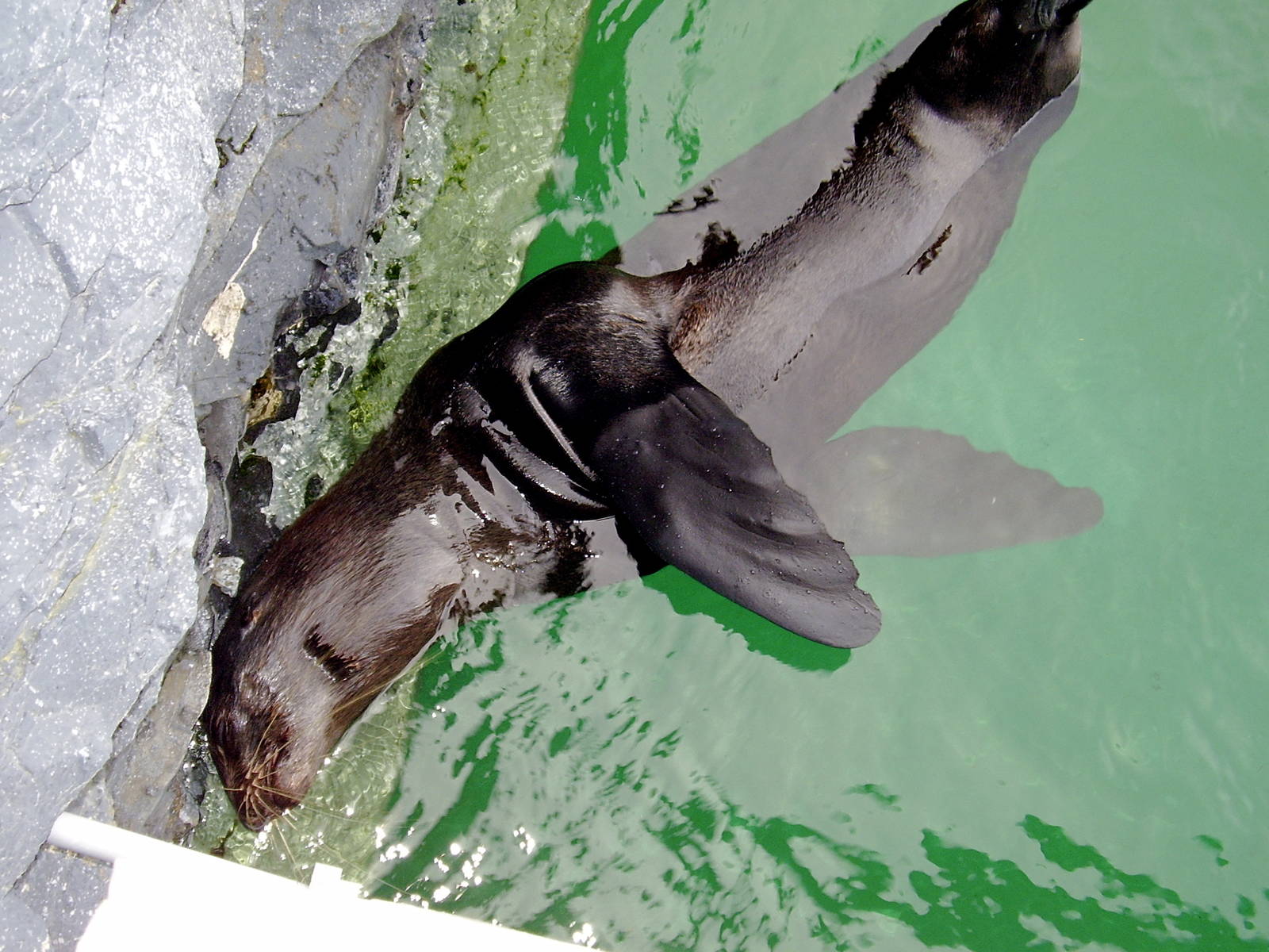 Northern Fur Seal- Mystic Aqua NOV06