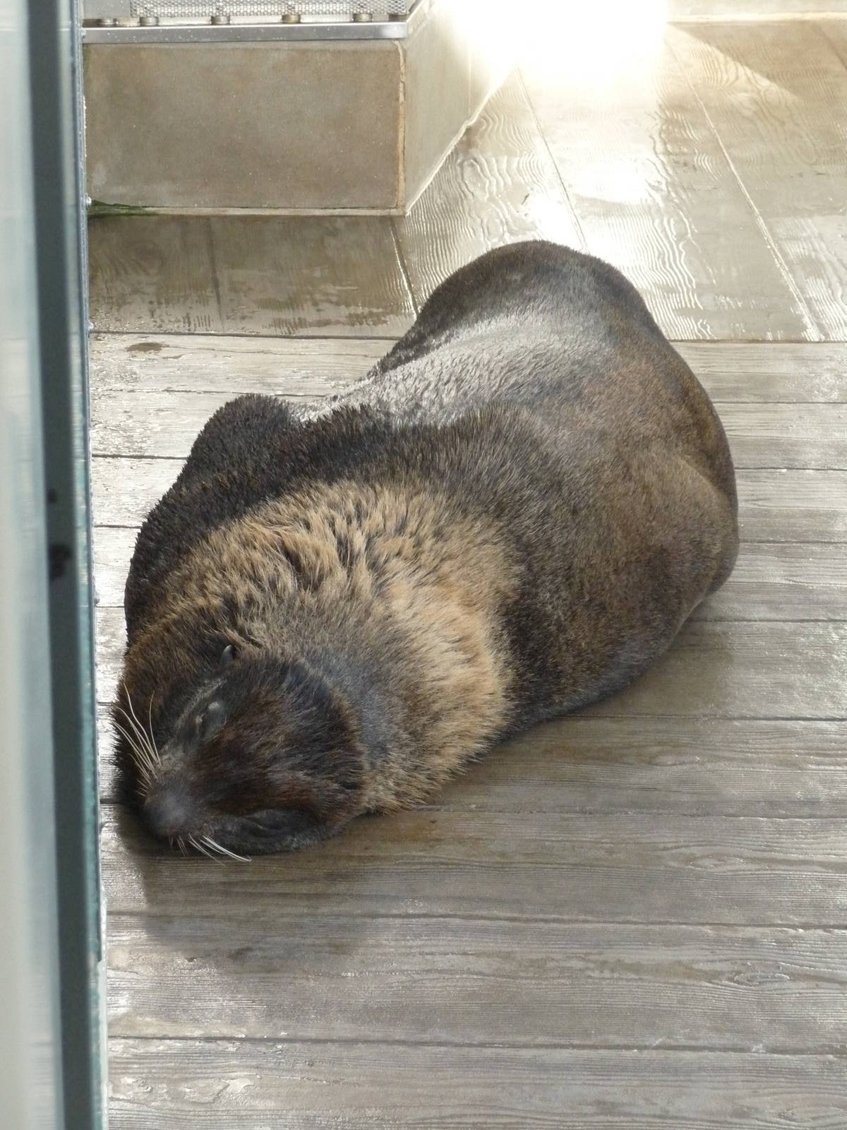 northern fur seal new england aquarium