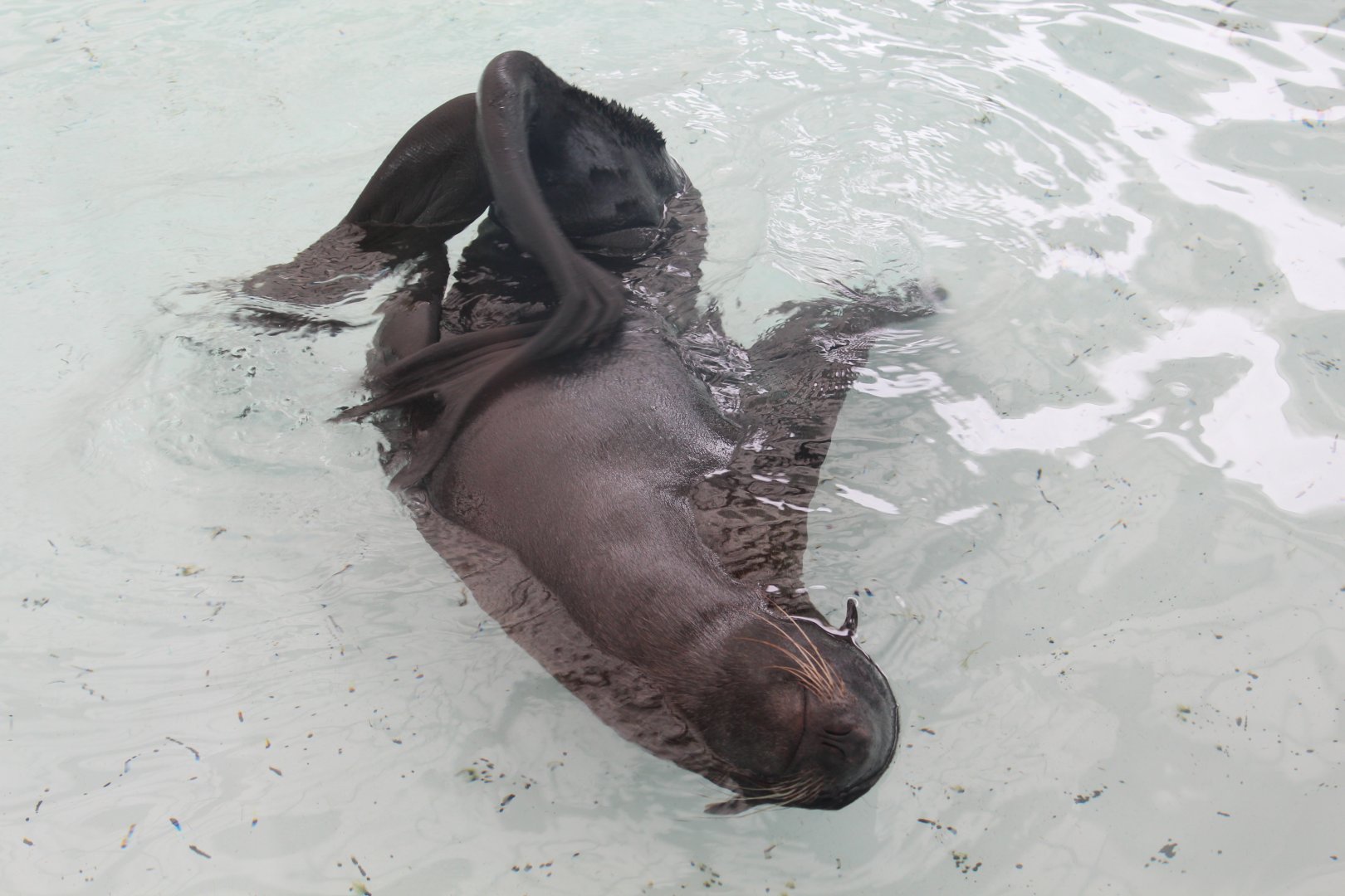 Northern Fur Seal - Oct 2017
