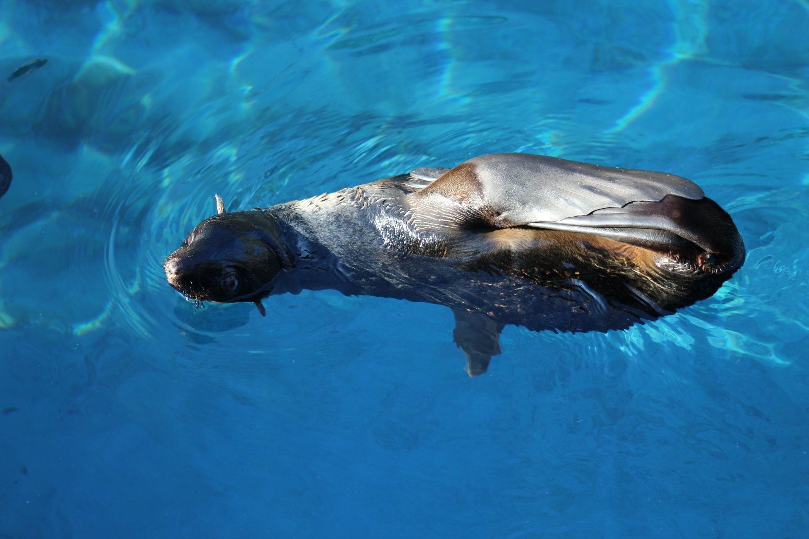 Northern Fur Seal Pup