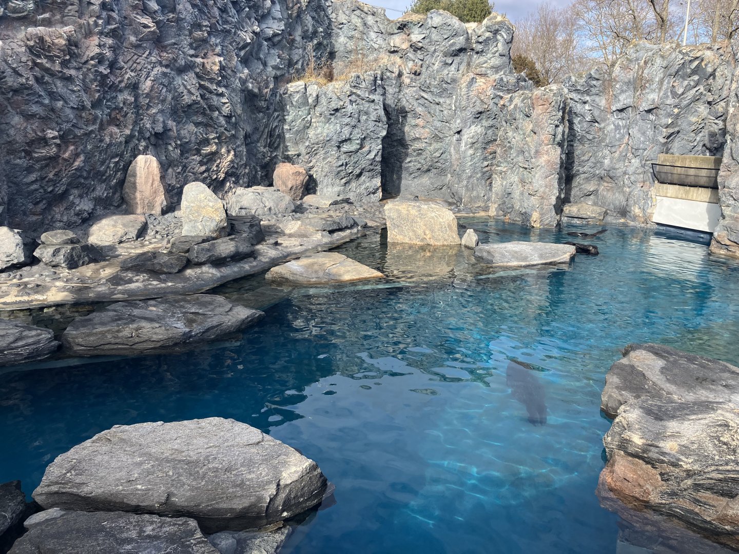 Northern Fur Seal/Spotted Seal/Harbor Seal Exhibit