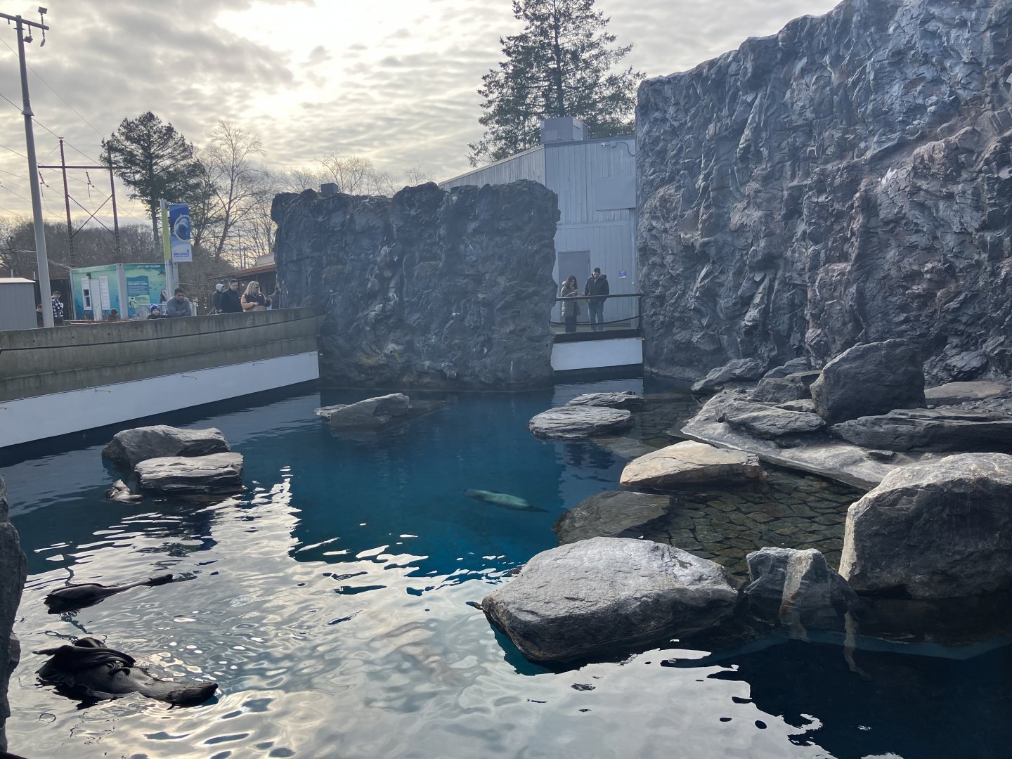 Northern Fur Seal/Spotted Seal/Harbor Seal Exhibit