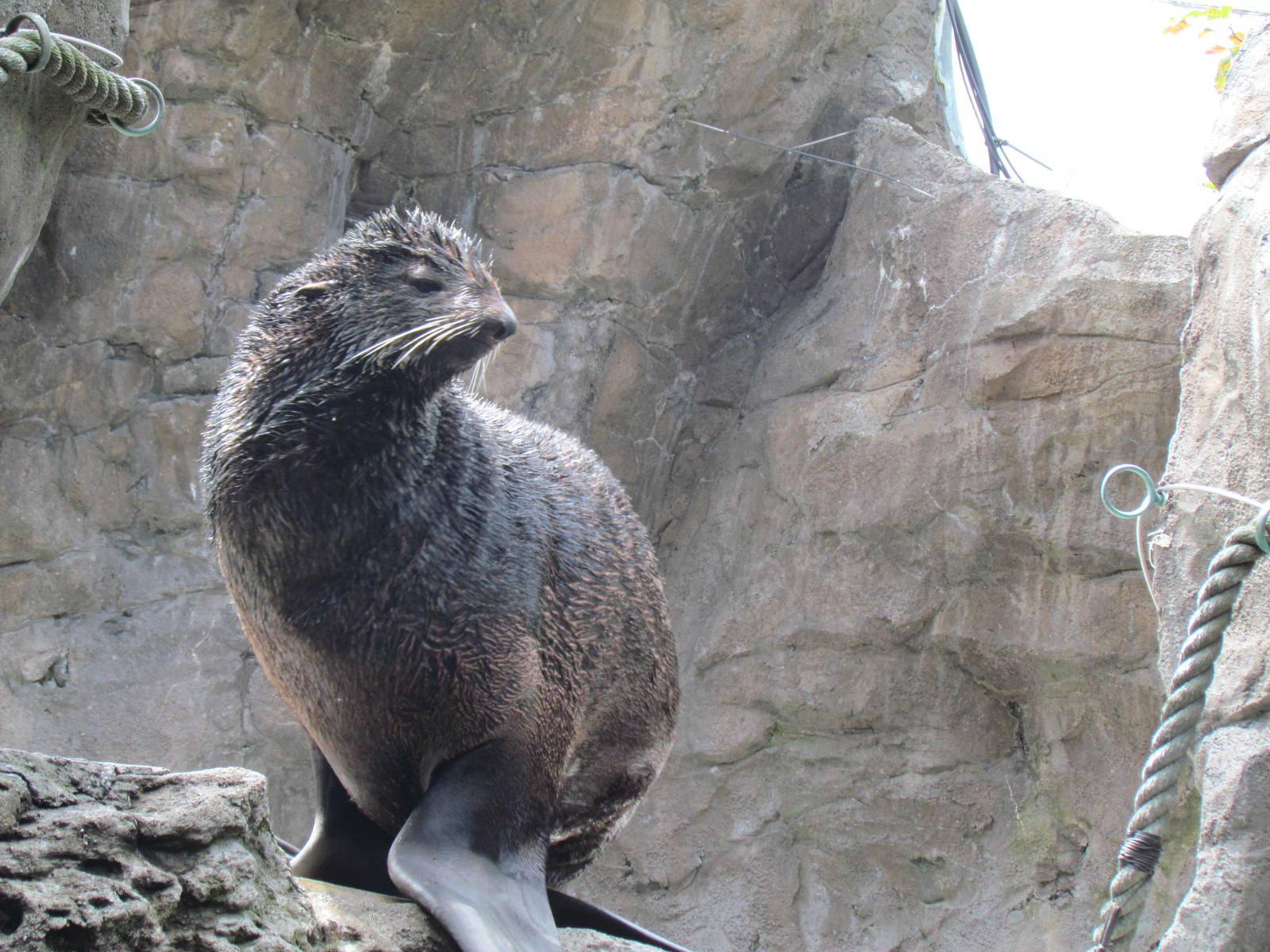 Northern Fur Seal