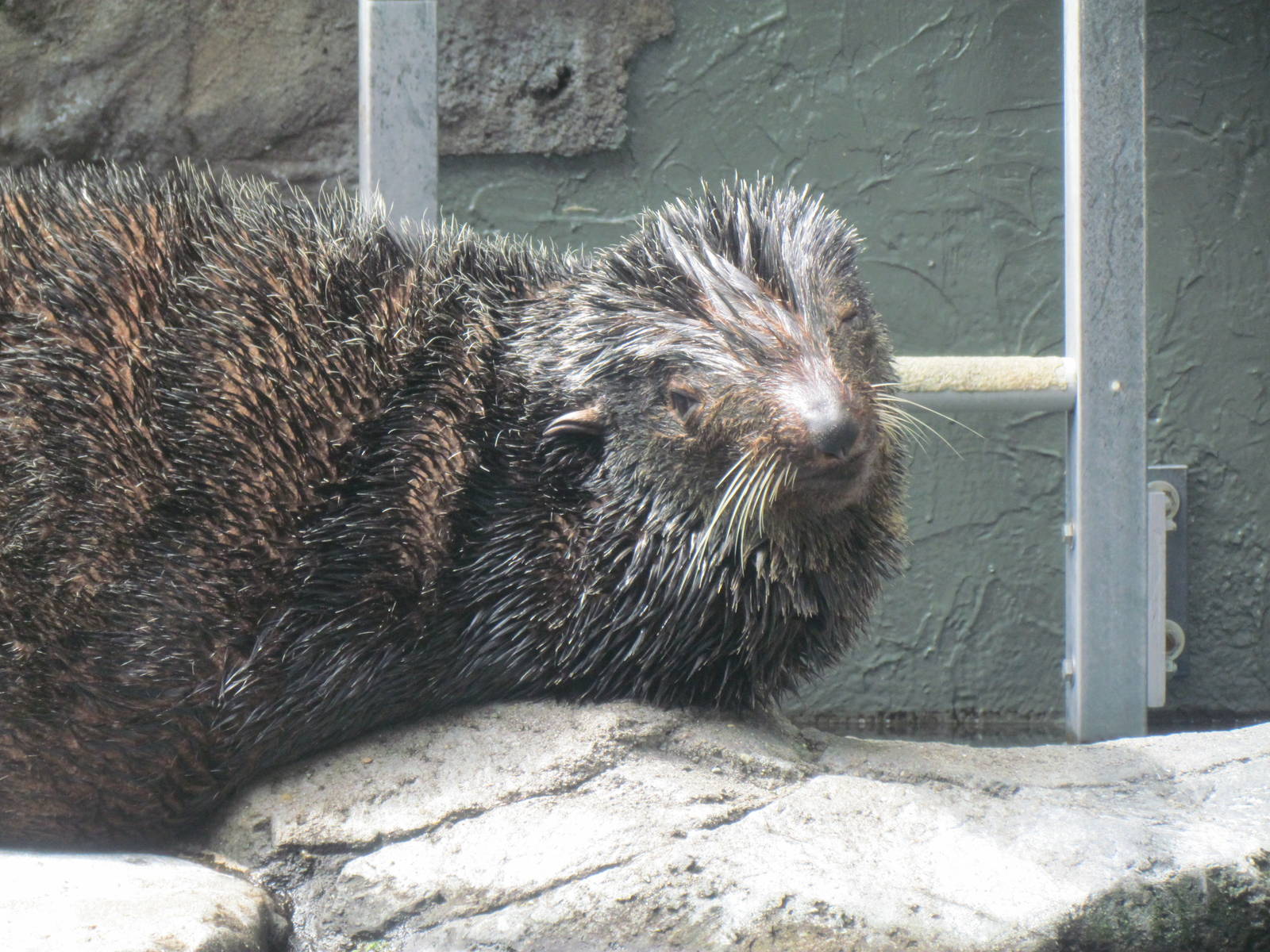 Northern Fur Seal