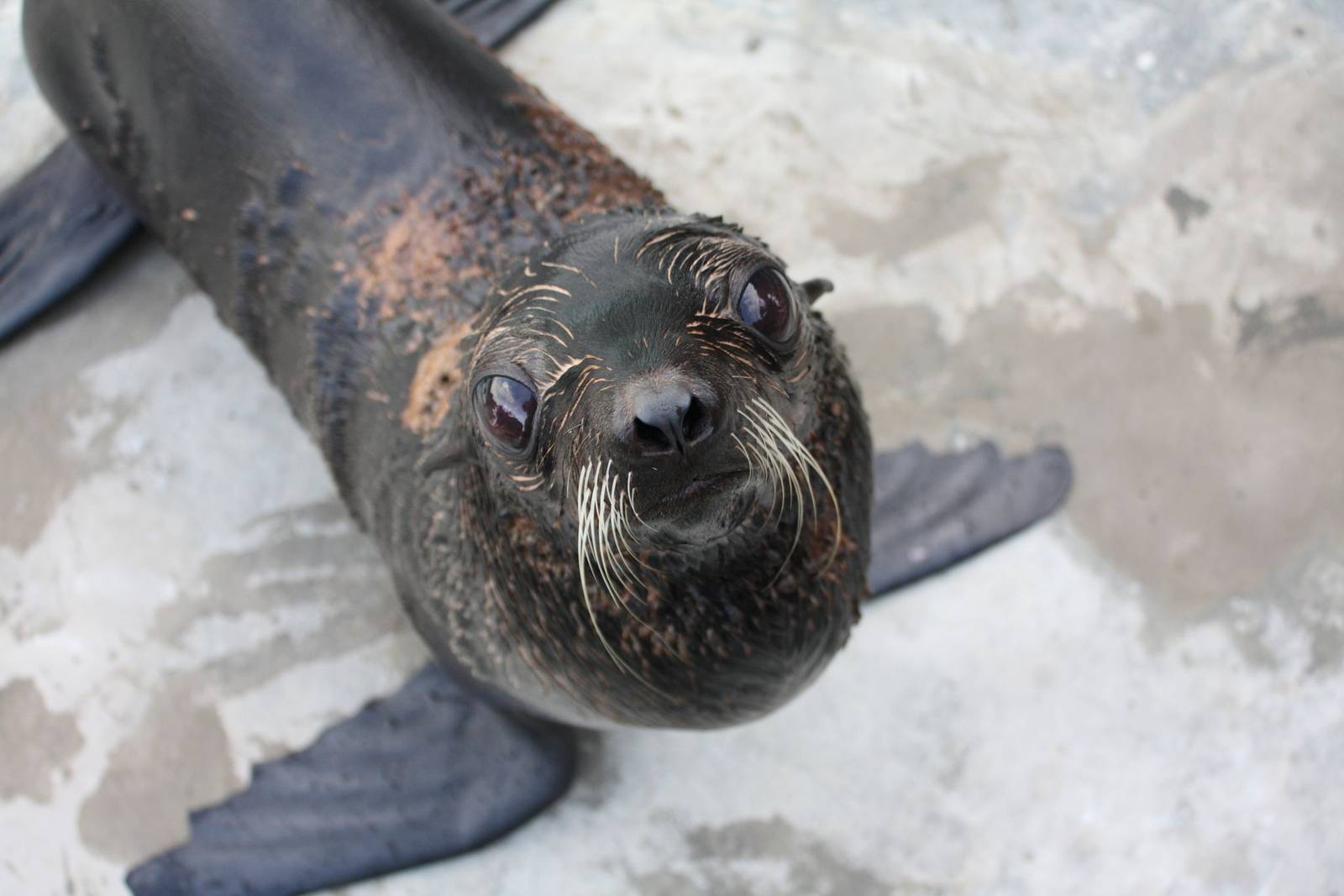 Northern fur seal