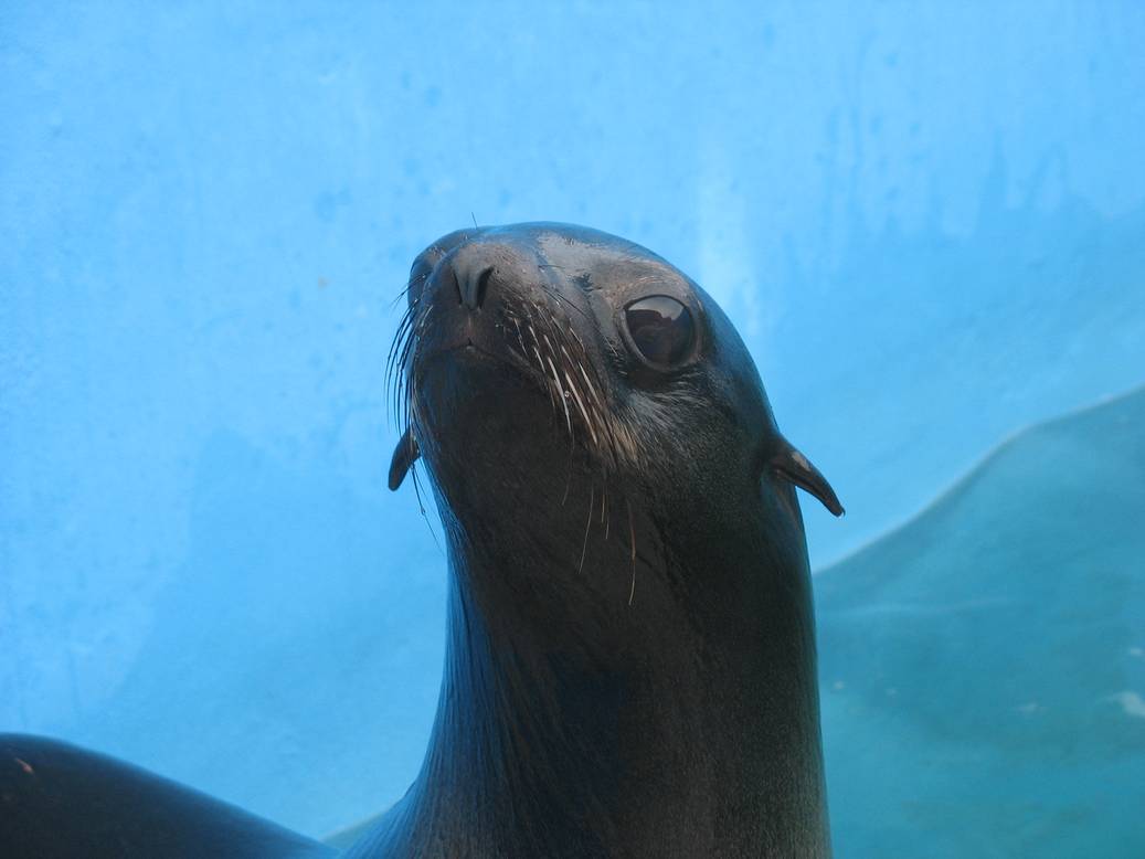 Northern fur seal
