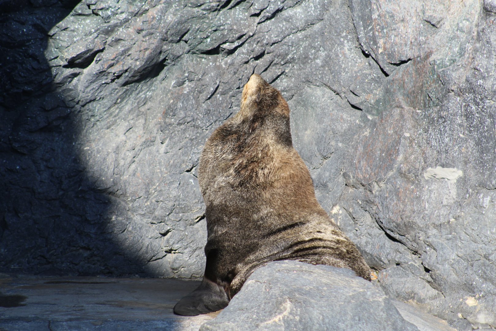 Northern Fur Seal