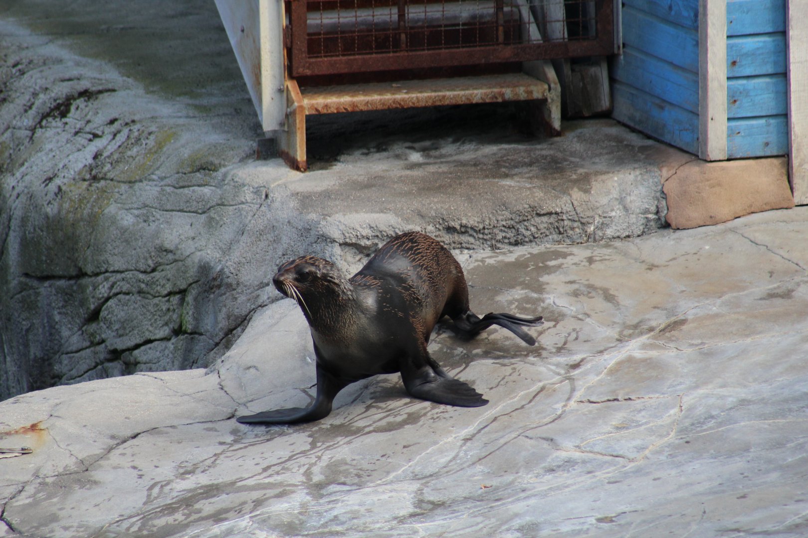 Northern Fur Seal