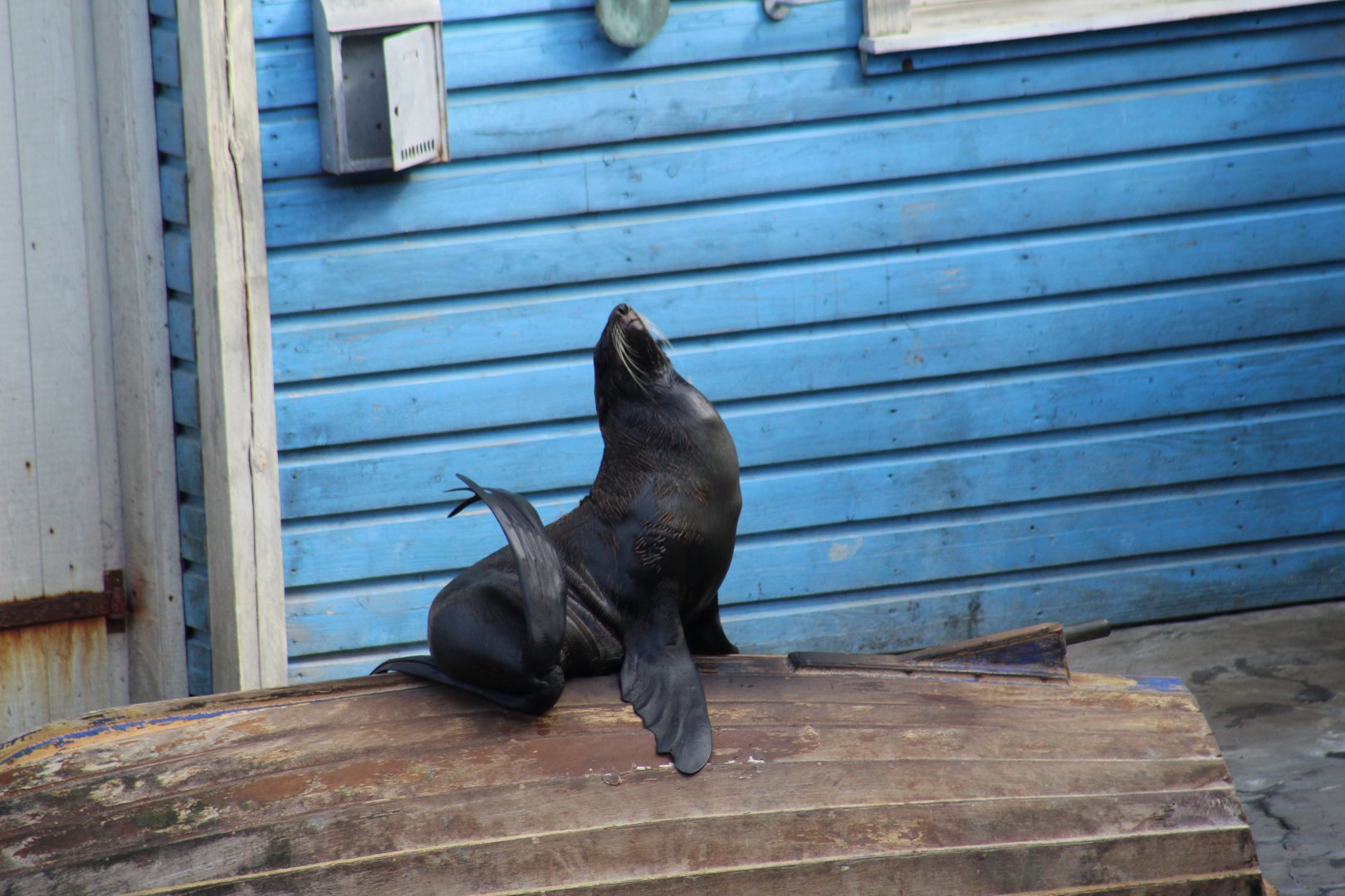 Northern Fur Seal