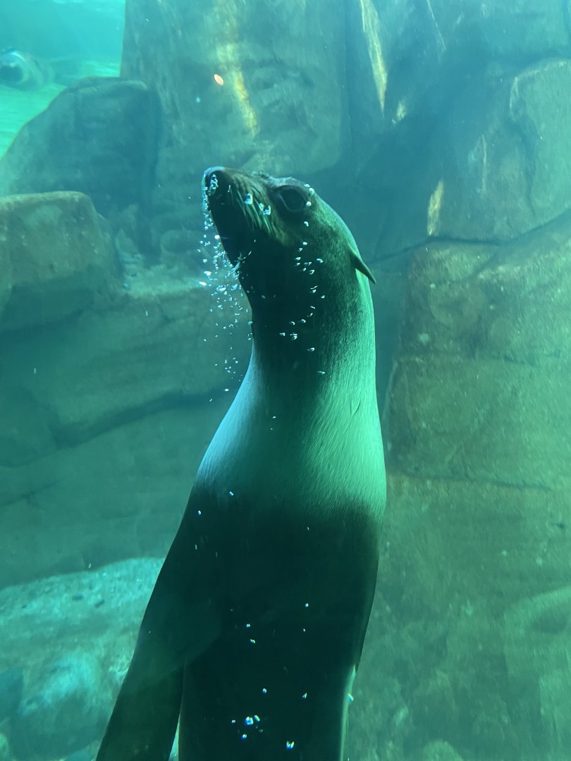 Northern Fur Seal