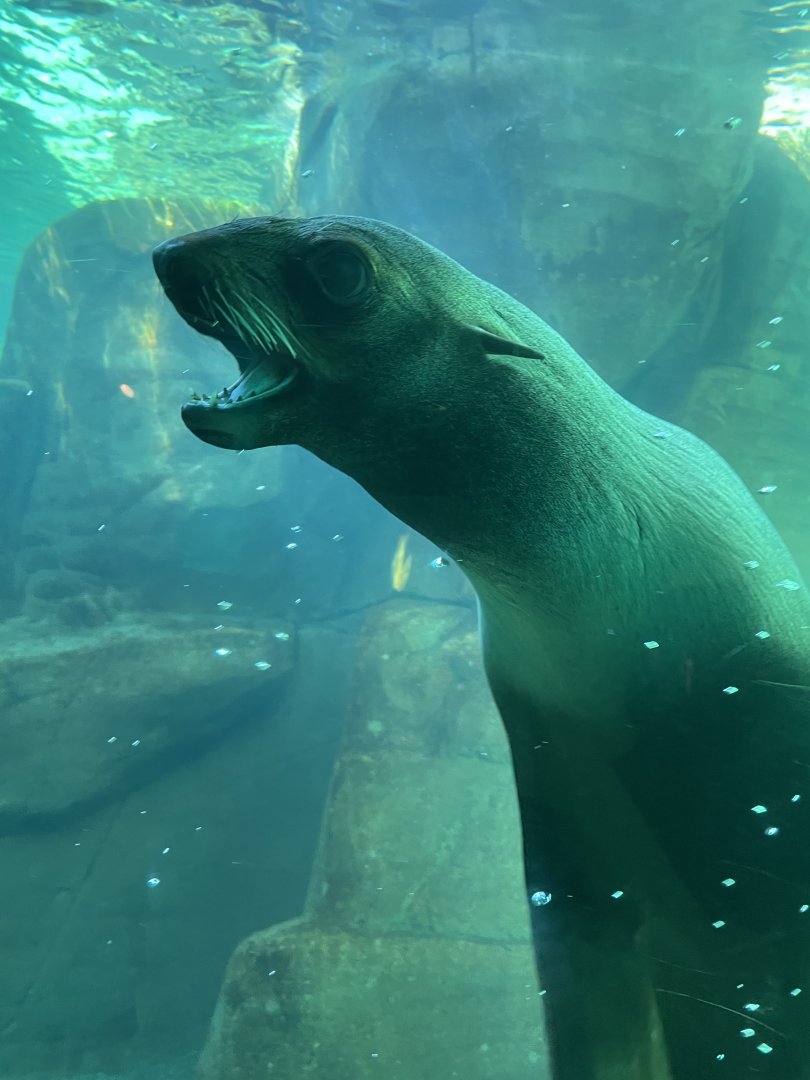 Northern Fur Seal