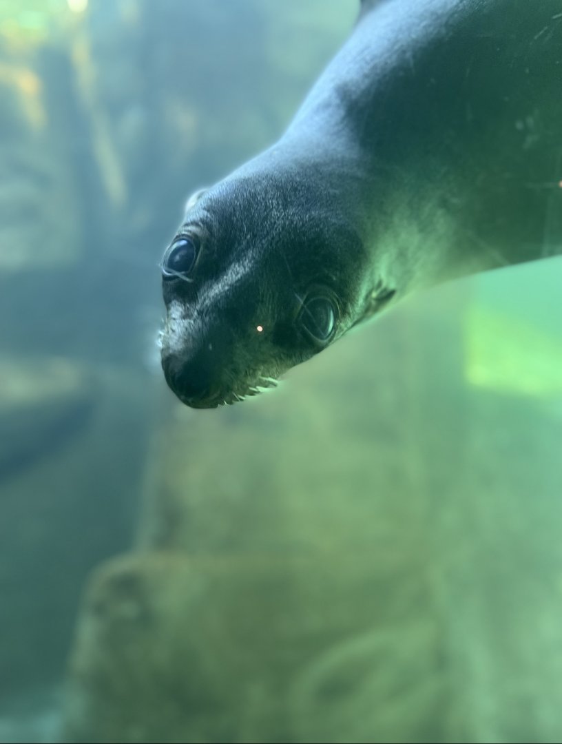 Northern Fur Seal