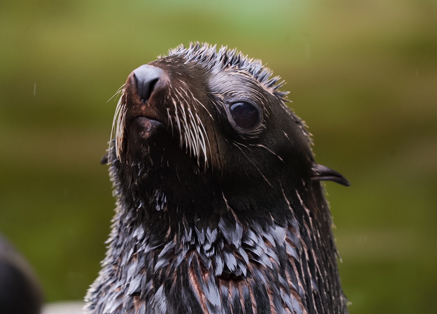 Northern Fur Seal
