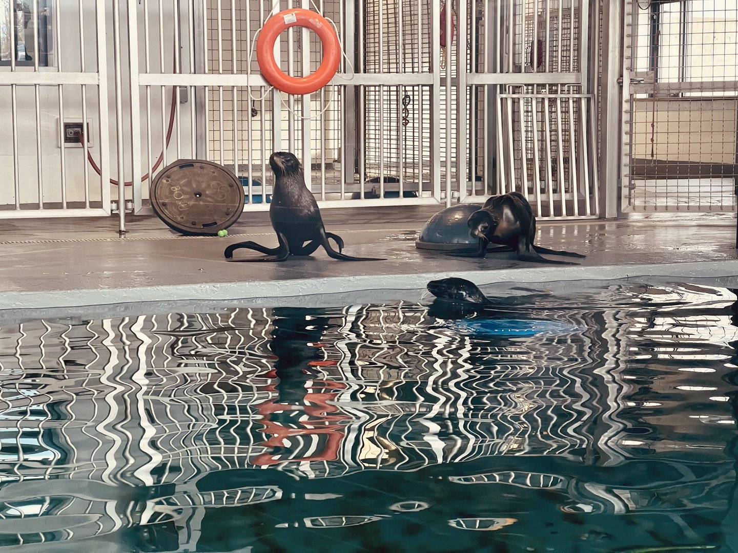 Northern Fur Seals and Harbor Seal