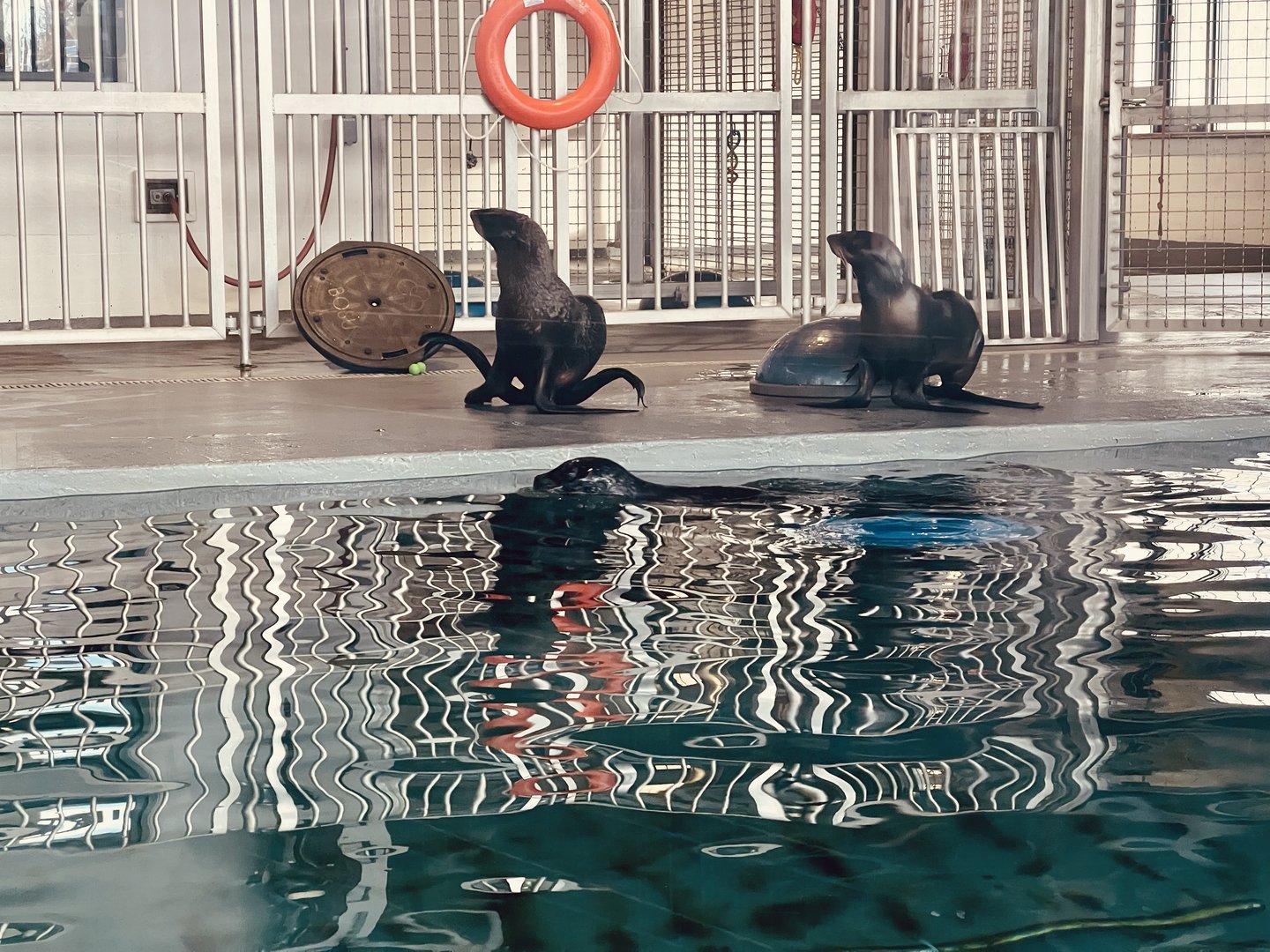 Northern Fur Seals and Harbor Seal