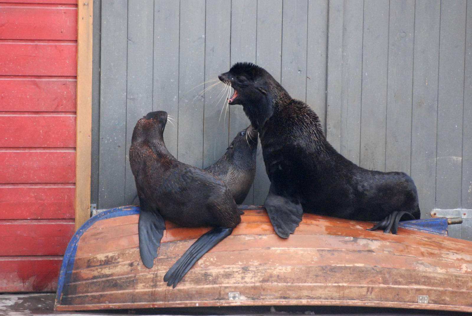 Northern Fur Seals at Hannover, 23/03/13