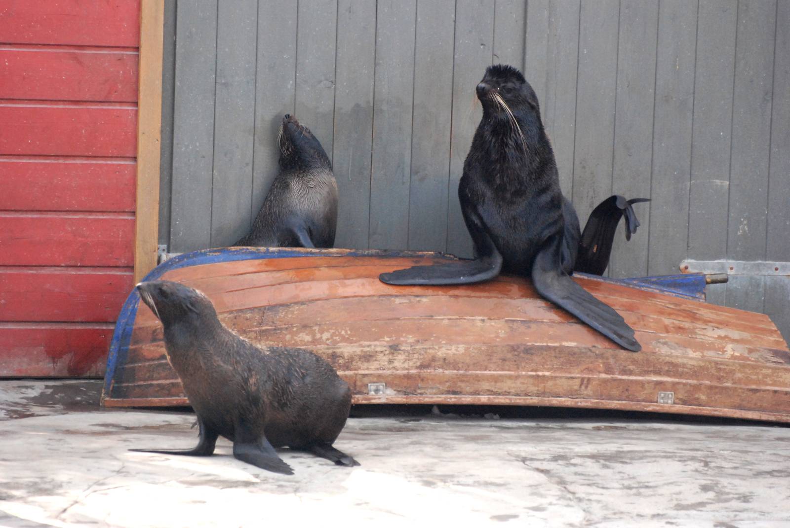 Northern Fur Seals at Hannover, 23/03/13