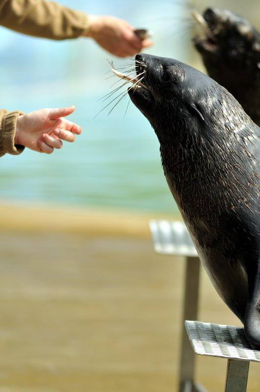 Northern fur seals at Hannover