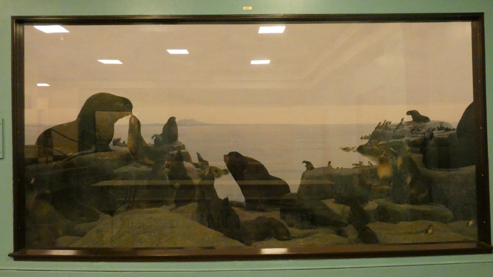 Northern Fur Seals - Feb. 2022