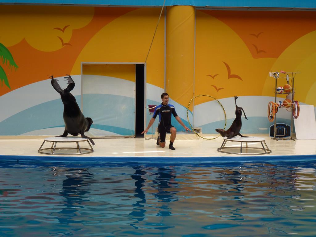 Northern fur seals, June 2013.