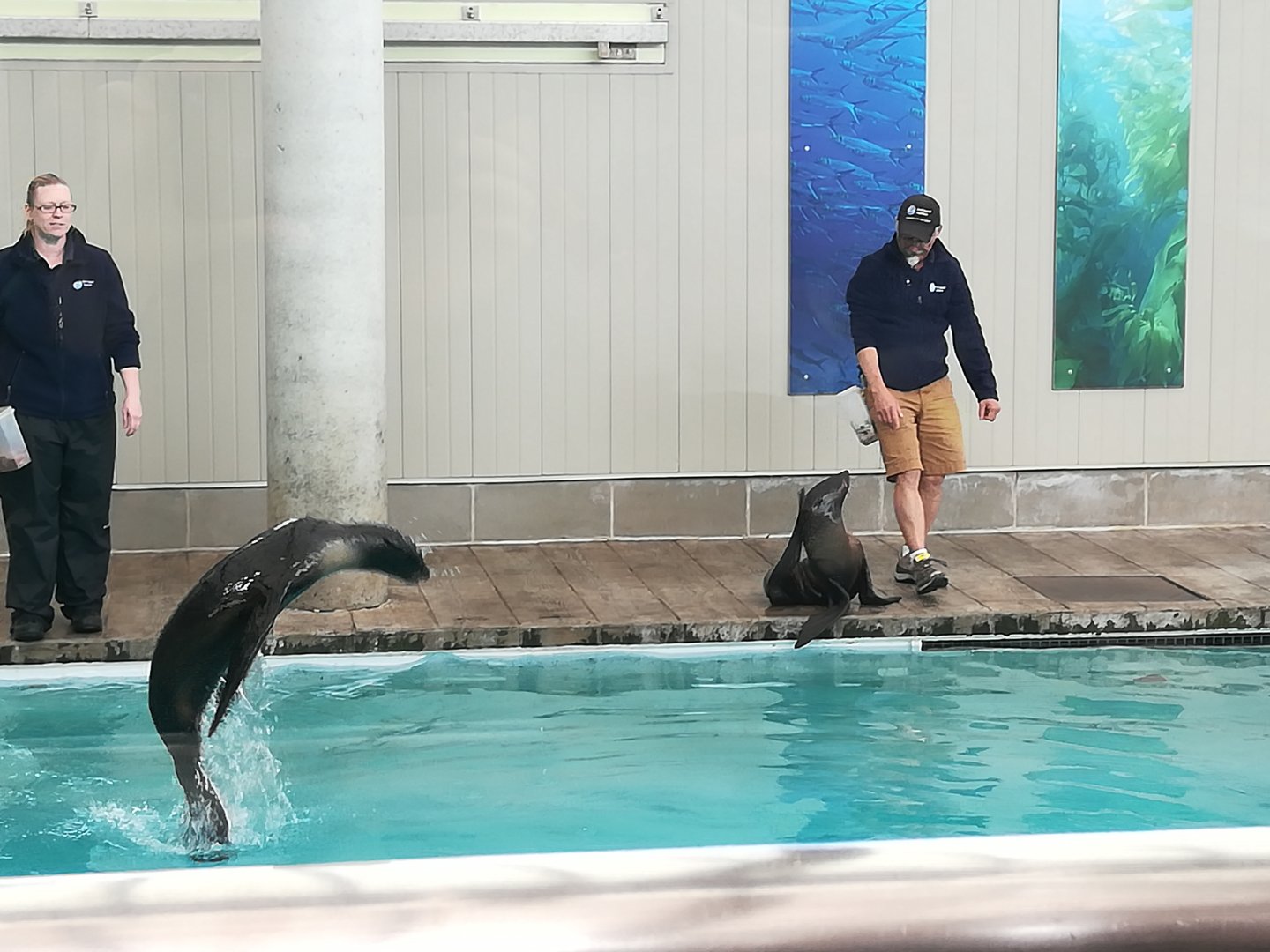 Northern Fur Seals - Kitovi (?) and Luna